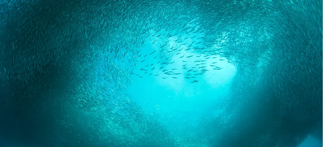 Photo of a school of fish swimming as a cohesive unit to illustrate navigating perpetual crisis