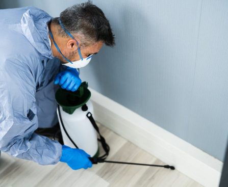 Pest Control Services: Your Partner in Pest Management