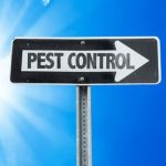 Sydney Pest Control: The Importance of Pest Monitoring in Treatment Plans