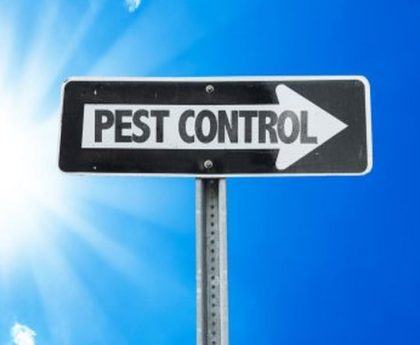 Sydney Pest Control: The Importance of Pest Monitoring in Treatment Plans